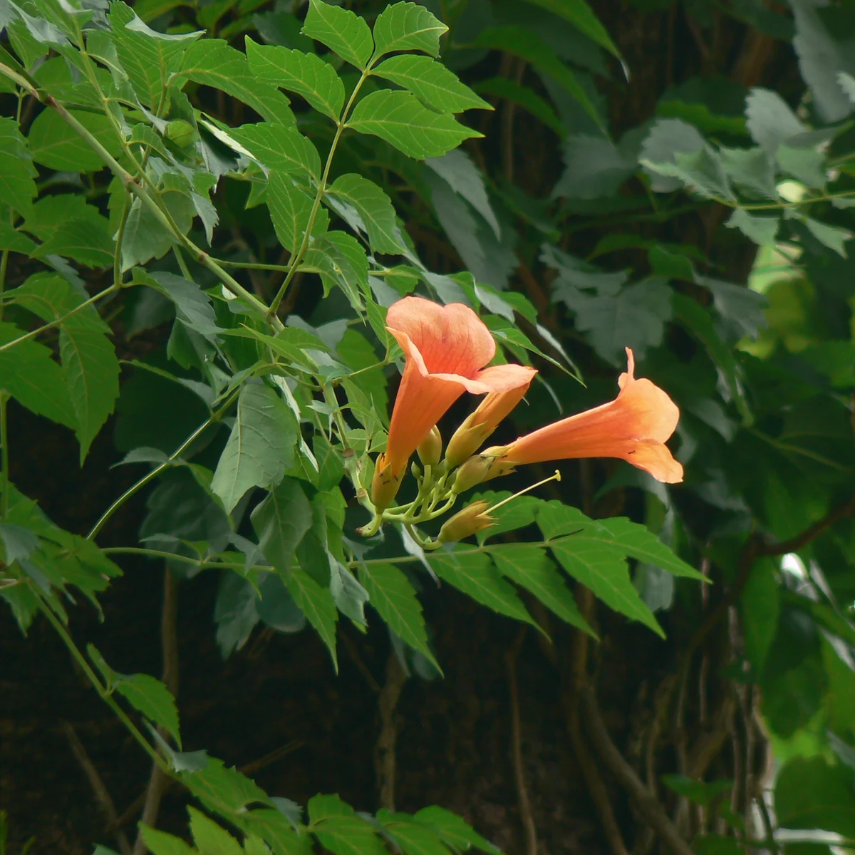 Bignonia roja 3 Litros