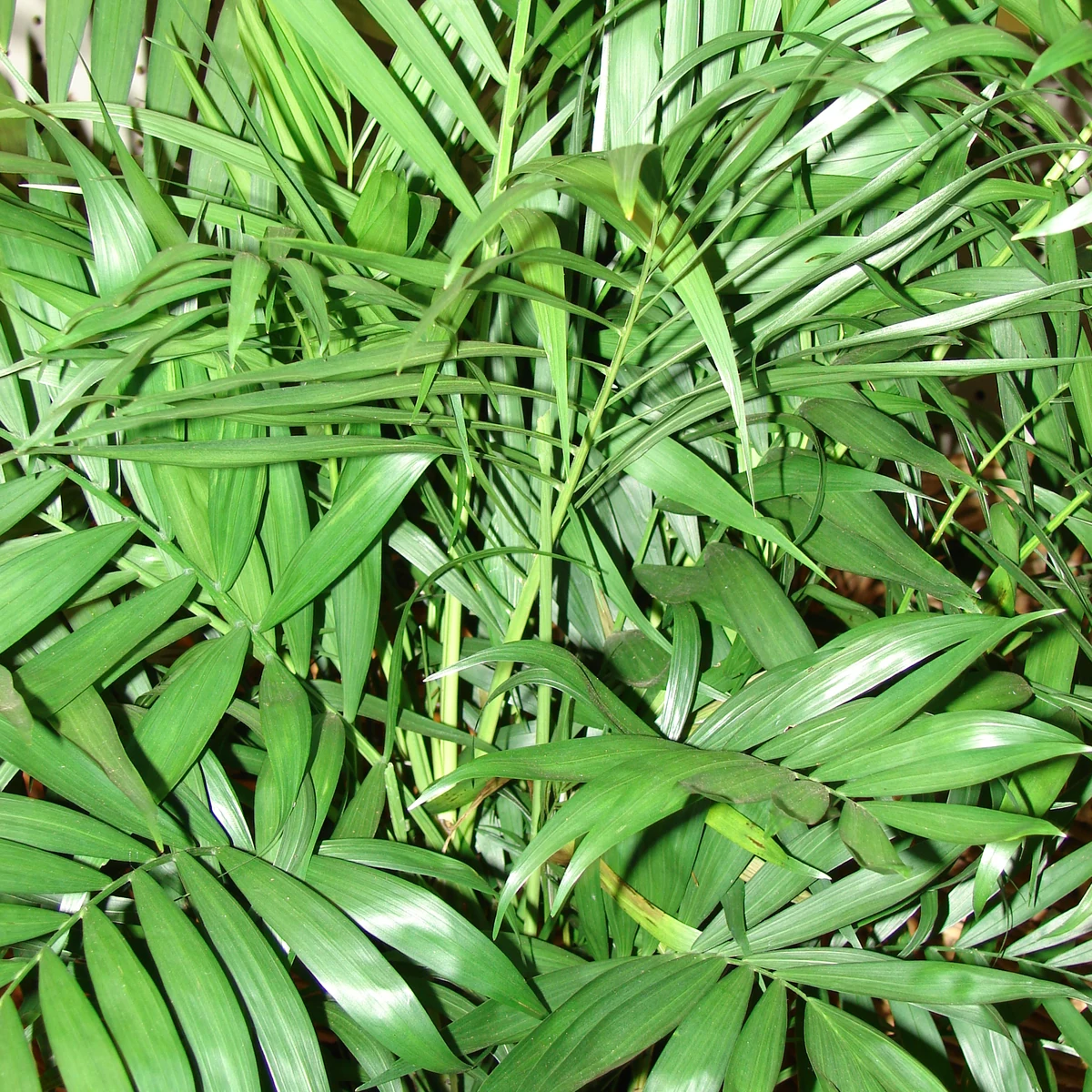 Palmera chamaedorea 3 Litros