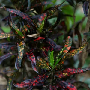 Croton 12 Litros