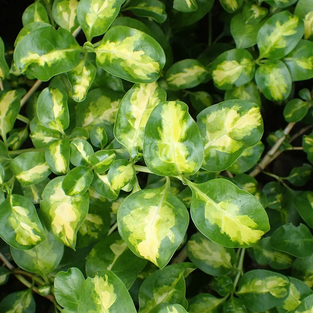 Coprosma 3 Litros