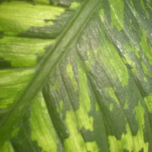 Planta Dieftrom 15 Litros - Producto de Vivero - imagen representativa de Dieffenbachia en Vivero Los Cocos