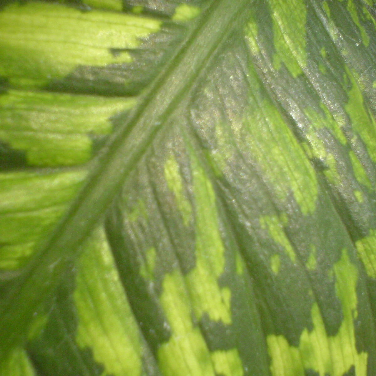 Dieffenbachia 12 Litros