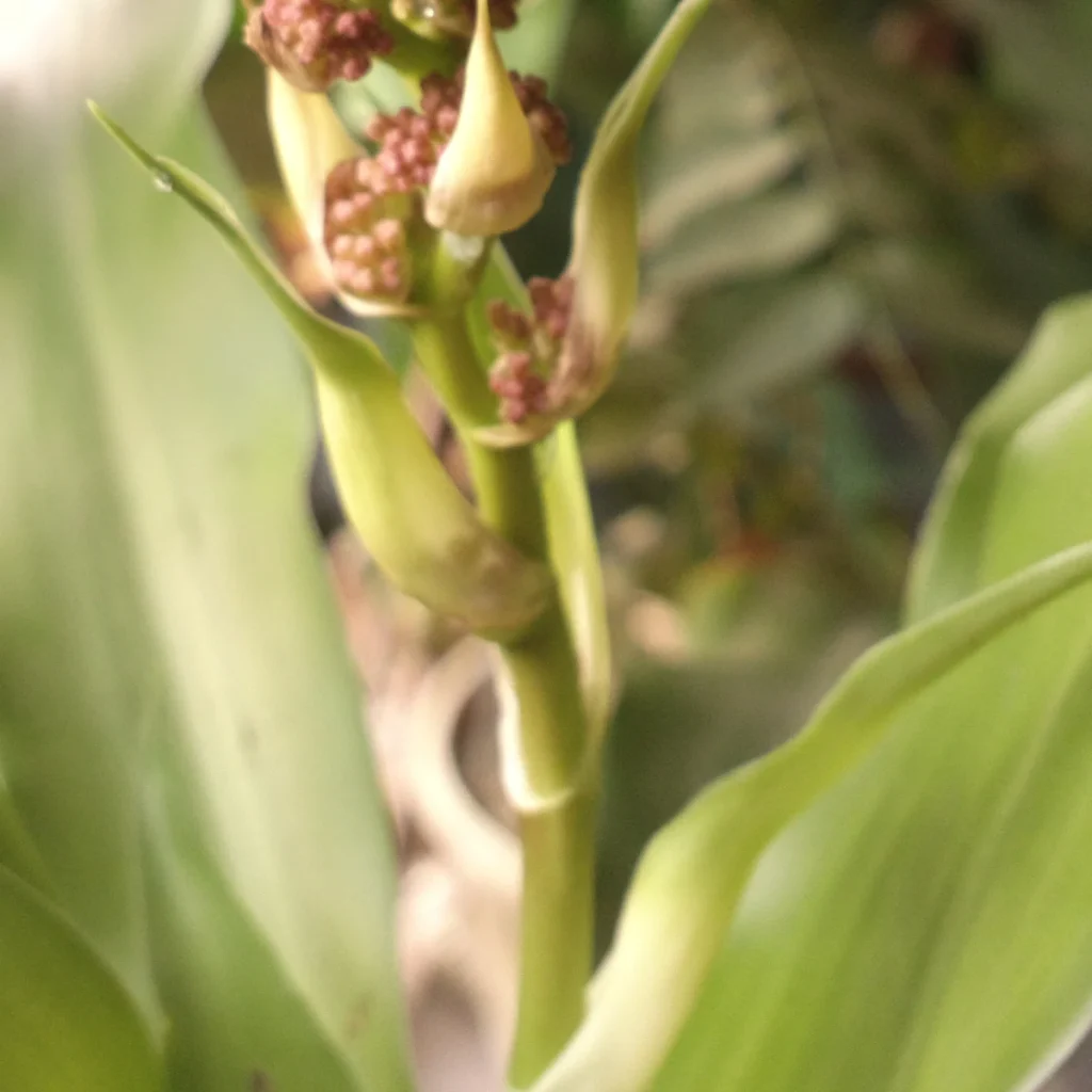 Dracena 3 Litros