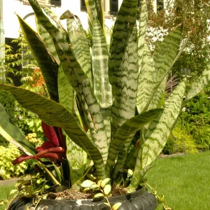 Sansevieria 14 Litros