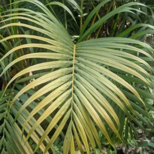 Planta Arecam 19 Litros - Producto de Vivero - imagen representativa de Areca en Vivero Los Cocos