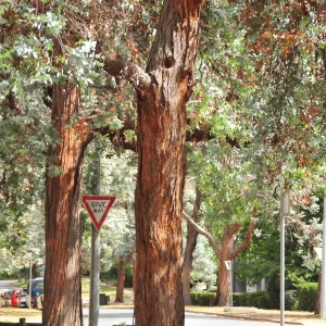 Árbol Eucacin 5 Litros - Producto de Vivero - imagen representativa de Eucalipto cinerea en Vivero Los Cocos