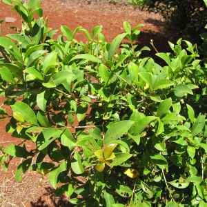 Planta Eugemyr 3 Litros - Producto de Vivero - imagen representativa de Eugenia en Vivero Los Cocos