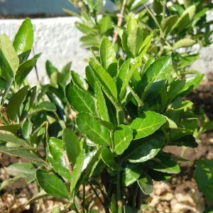 Planta Evojap 3 Litros - Producto de Vivero - imagen representativa de Evónimo en Vivero Los Cocos
