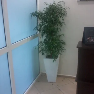 Planta Ficben 3 Litros - Producto de Vivero - imagen representativa de Ficus benjamina en Vivero Los Cocos