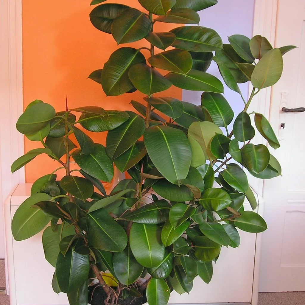 Ficus elastica 3 Litros