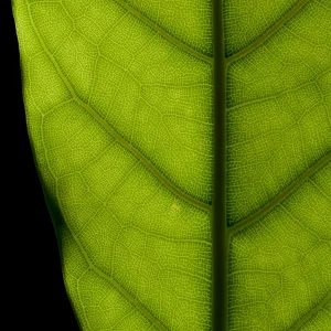 Planta Gomero 3 Litros - Producto de Vivero - imagen representativa de Gomero en Vivero Los Cocos