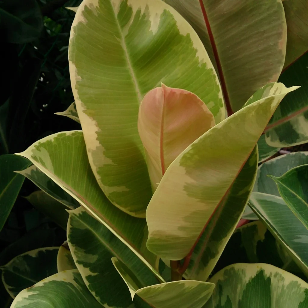 Ficus variegado 5 Litros