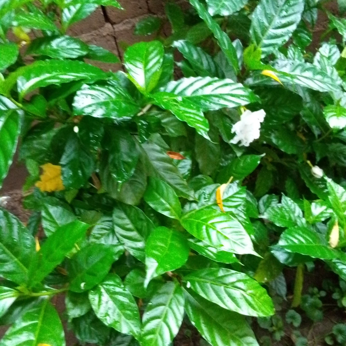 Gardenia 3 Litros
