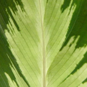 Calathea 12 Litros