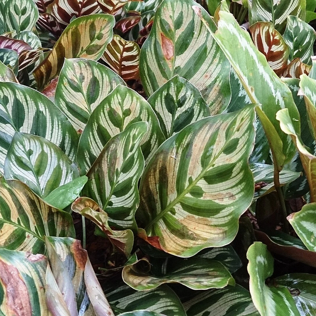 Calathea makoyana 14 Litros