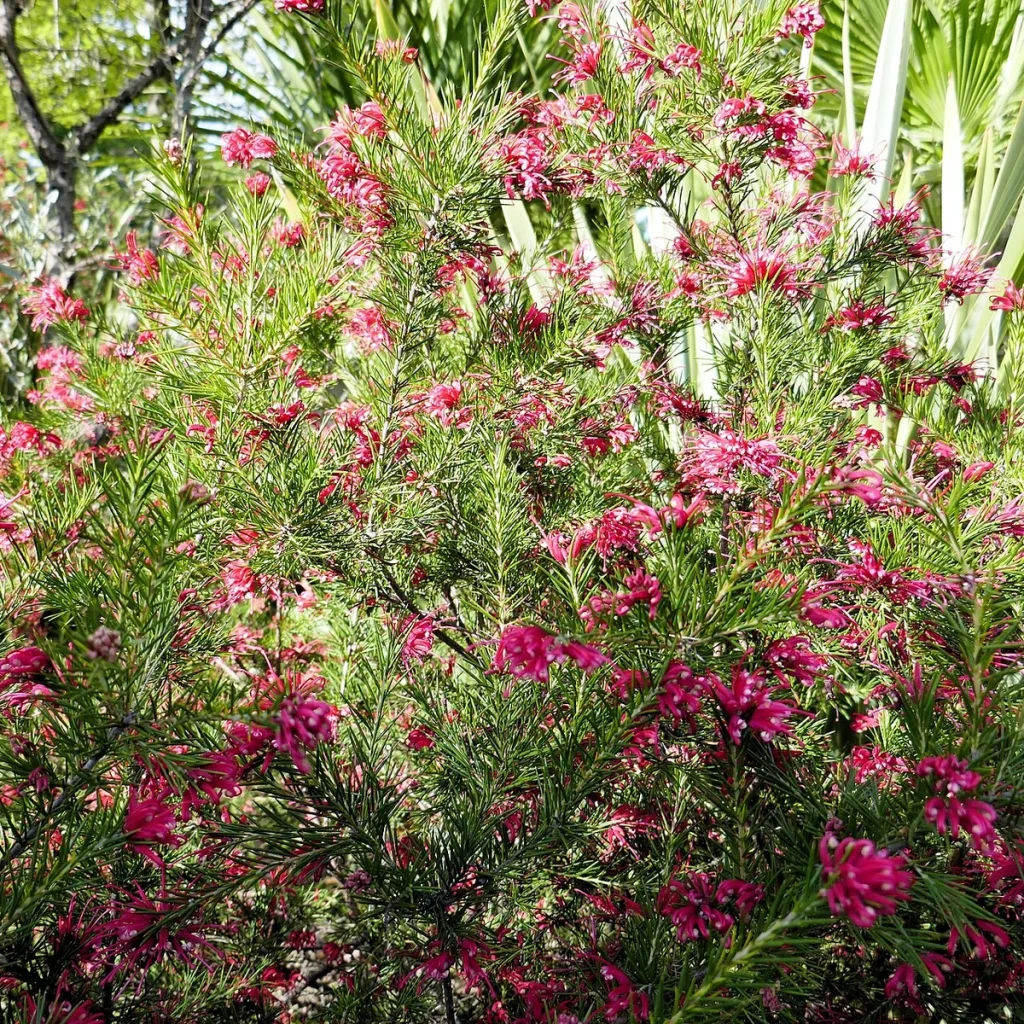 Grevillea 4 Litros