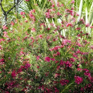Planta Grata 4 Litros - Producto de Vivero - imagen representativa de Grevillea en Vivero Los Cocos