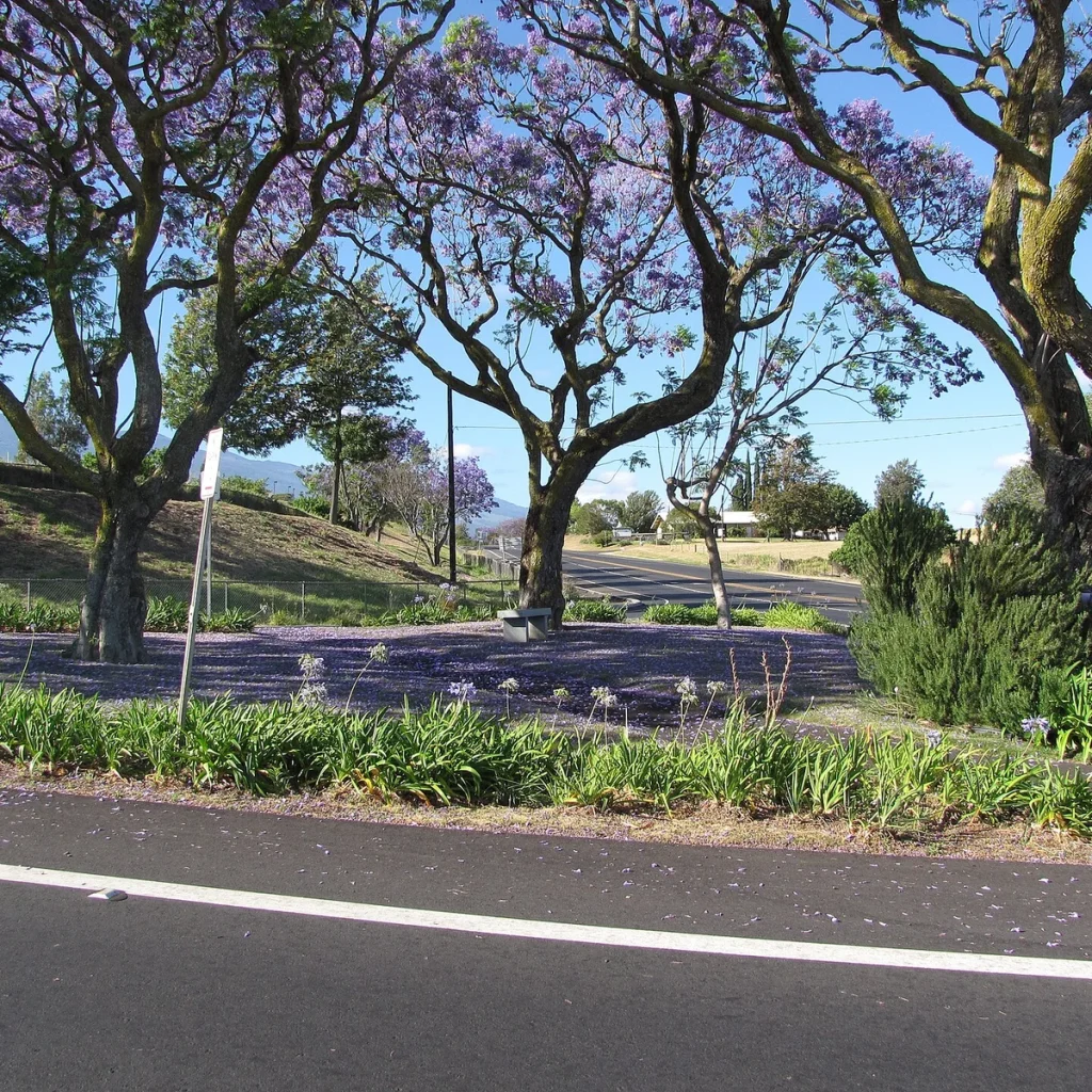 Jacarandá 15 Litros