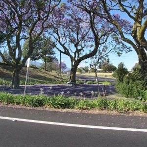 Árbol Jaca 15 Litros - Producto de Vivero - imagen representativa de Jacarandá en Vivero Los Cocos