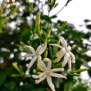 Planta Jazazo 3 Litros - Producto de Vivero - imagen representativa de Jazmín azórico en Vivero Los Cocos
