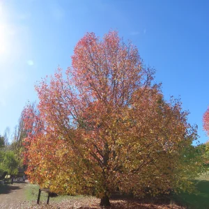 Liquidámbar 15 Litros - Árbol Ornamental - imagen representativa de Liquidambar en Vivero Los Cocos