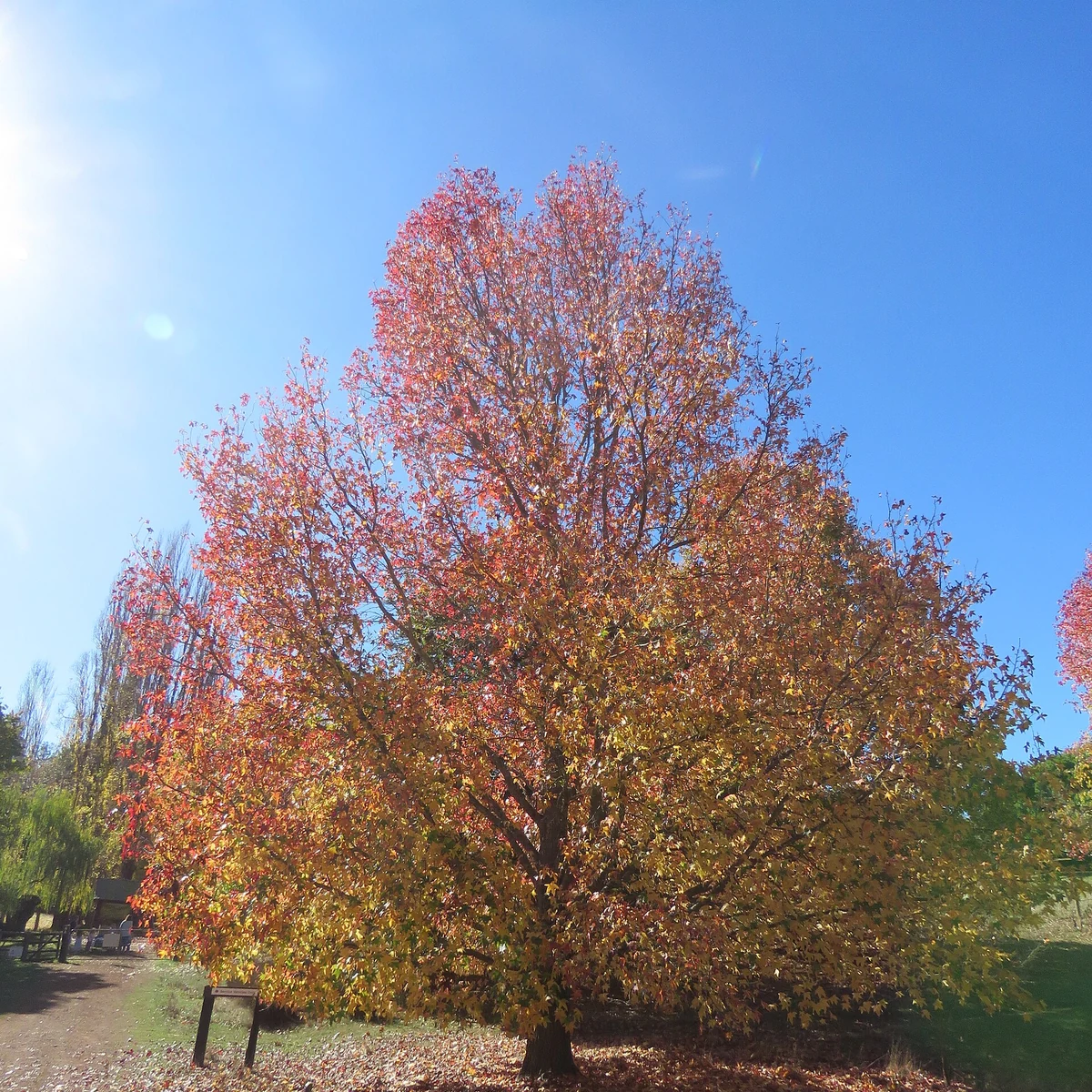 Liquidambar 15 Litros