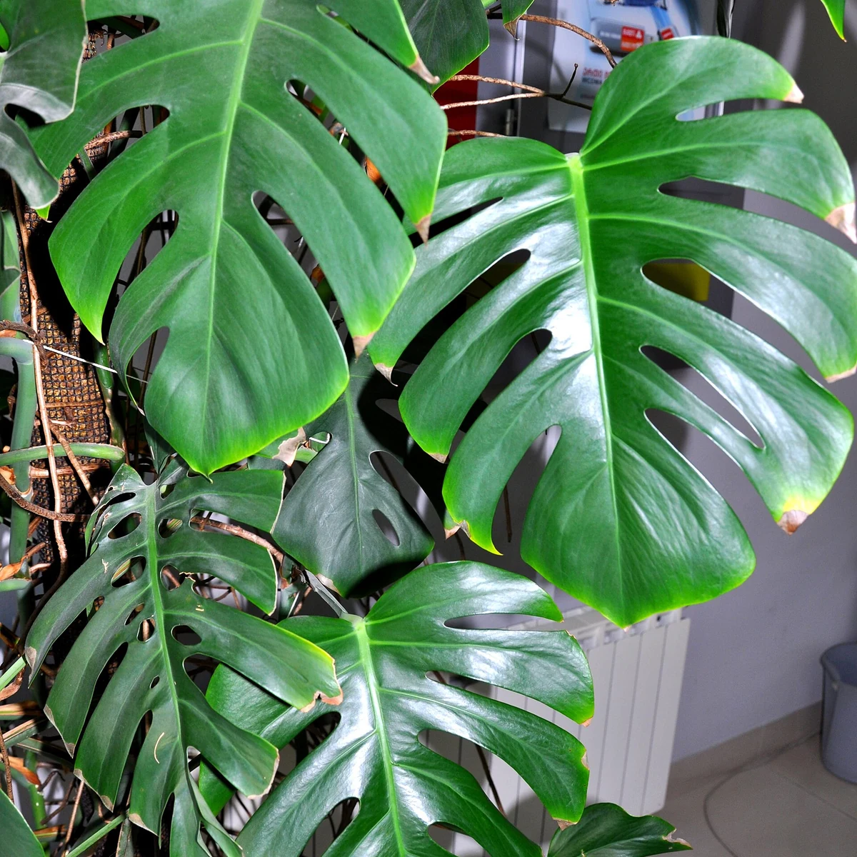 Monstera 12 Litros