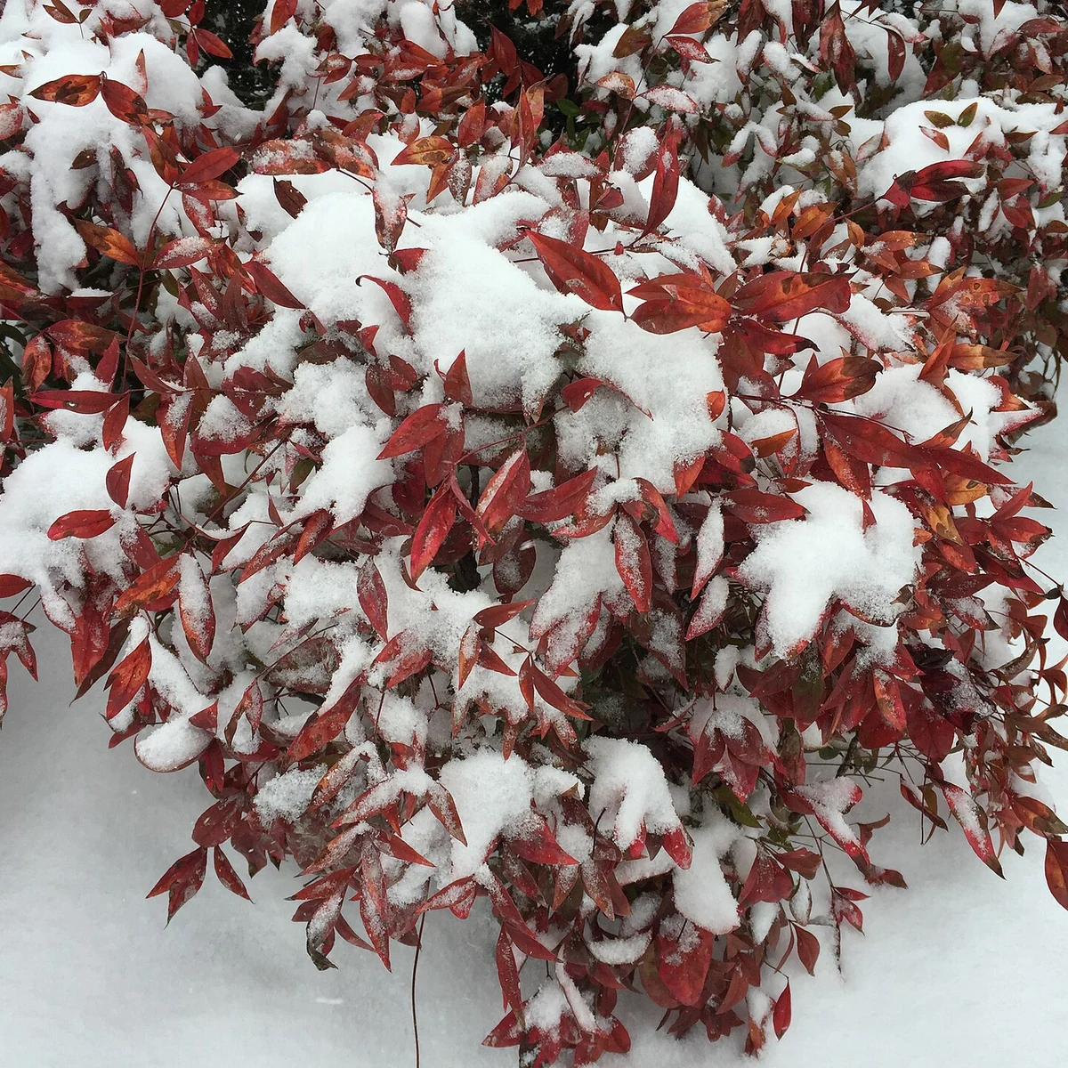 Nandina Firepower 3 Litros