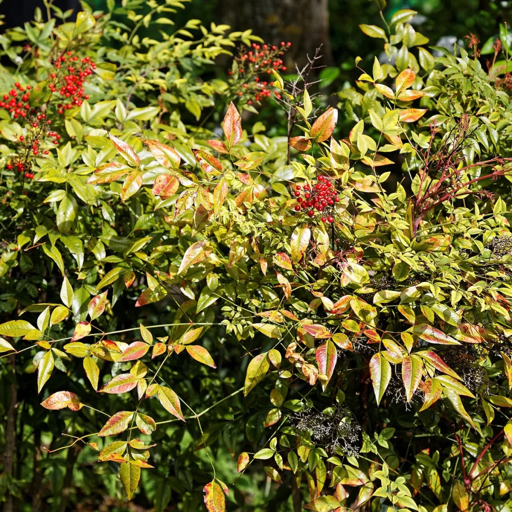 Nandina 10 Litros