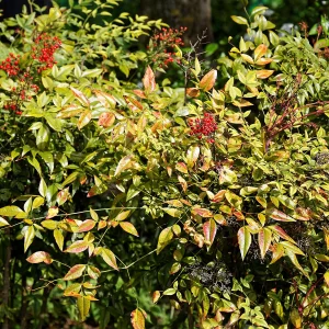 Arbusto Nandom 3 Litros - Producto de Vivero - imagen representativa de Nandina en Vivero Los Cocos