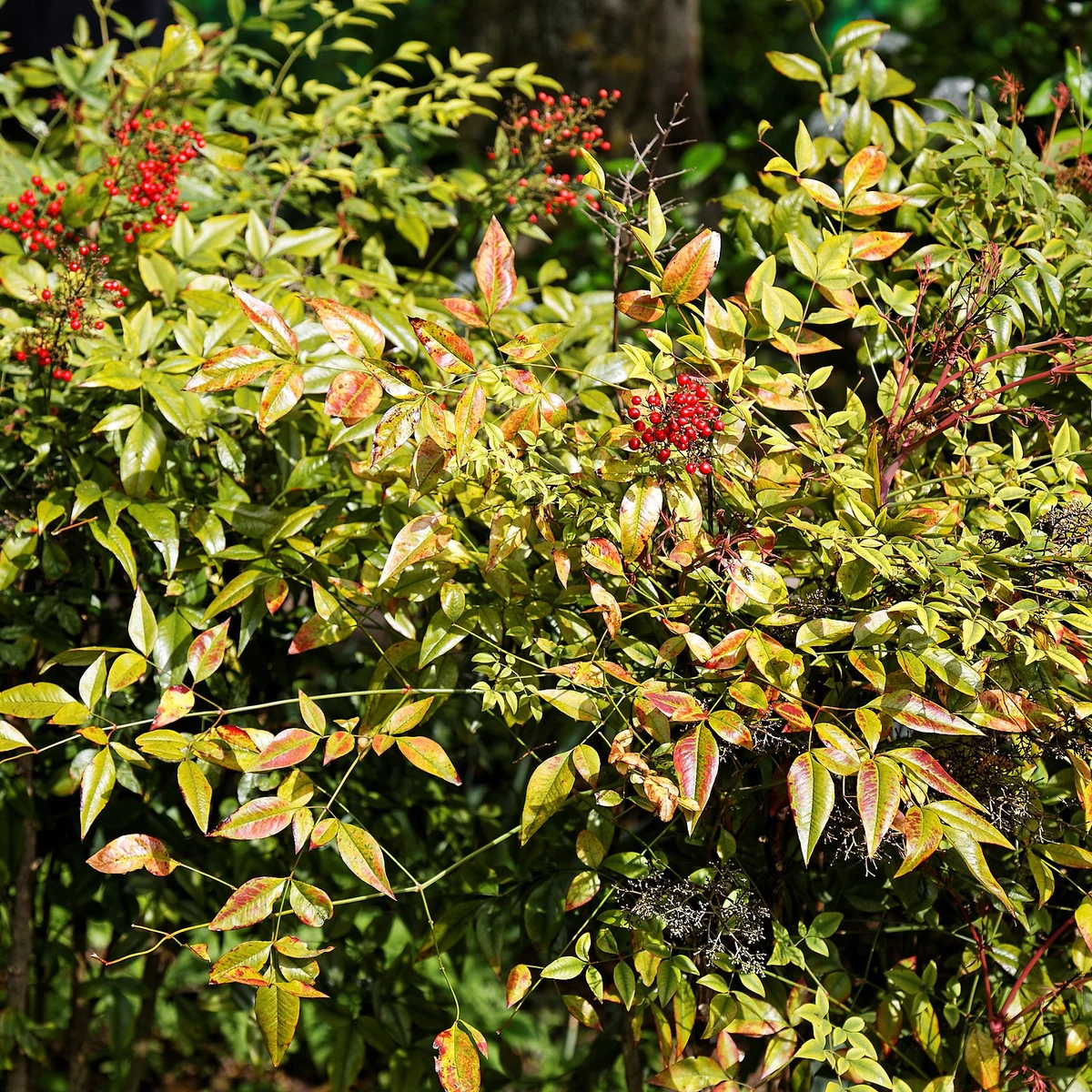 Nandina 3 Litros