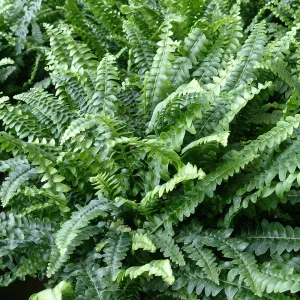 Planta Heleb 18 Litros - Producto de Vivero - imagen representativa de Helecho en Vivero Los Cocos