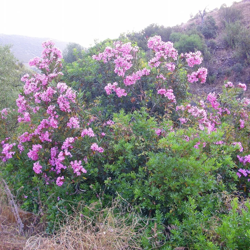 Laurel de flor 3 Litros