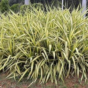 Planta Pandum 15 Litros - Producto de Vivero - imagen representativa de Pandanus en Vivero Los Cocos