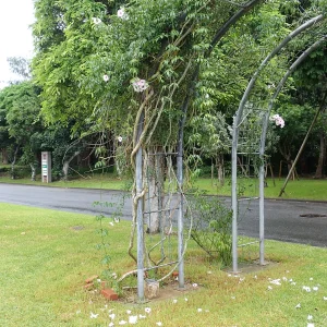 Planta Bigjas 4 Litros - Producto de Vivero - imagen representativa de Bignonia jasminoides en Vivero Los Cocos