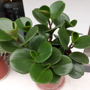 Peperomia 12 Litros