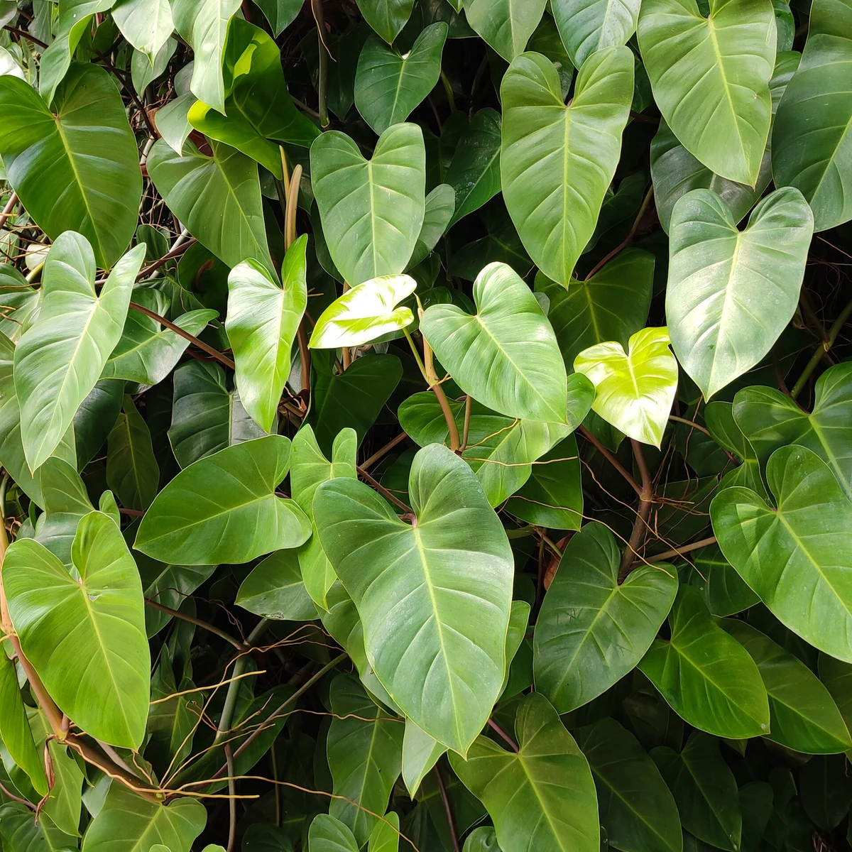 Philodendron trepador 3 Litros
