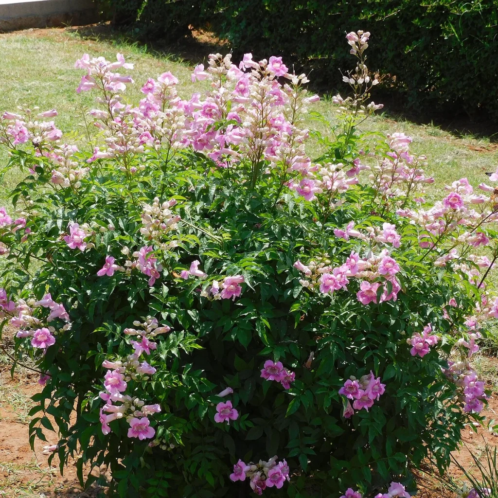 Bignonia rosa 4 Litros