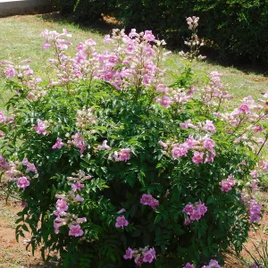 Planta Bigros 4 Litros - Producto de Vivero - imagen representativa de Bignonia rosa en Vivero Los Cocos