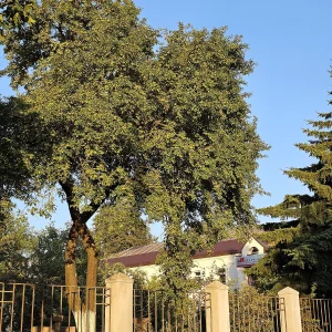 Árbol Prun 7 Litros - Producto de Vivero - imagen representativa de Prunus en Vivero Los Cocos