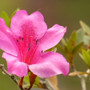 Planta Azaen 3 Litros - Producto de Vivero - imagen representativa de Azalea en Vivero Los Cocos