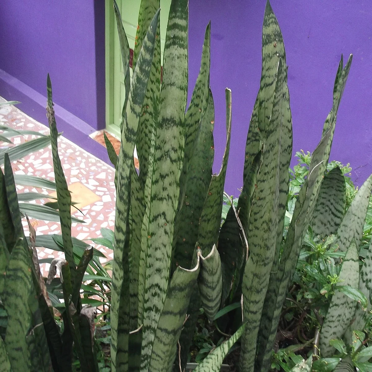 Sansevieria zeylanica 12 Litros