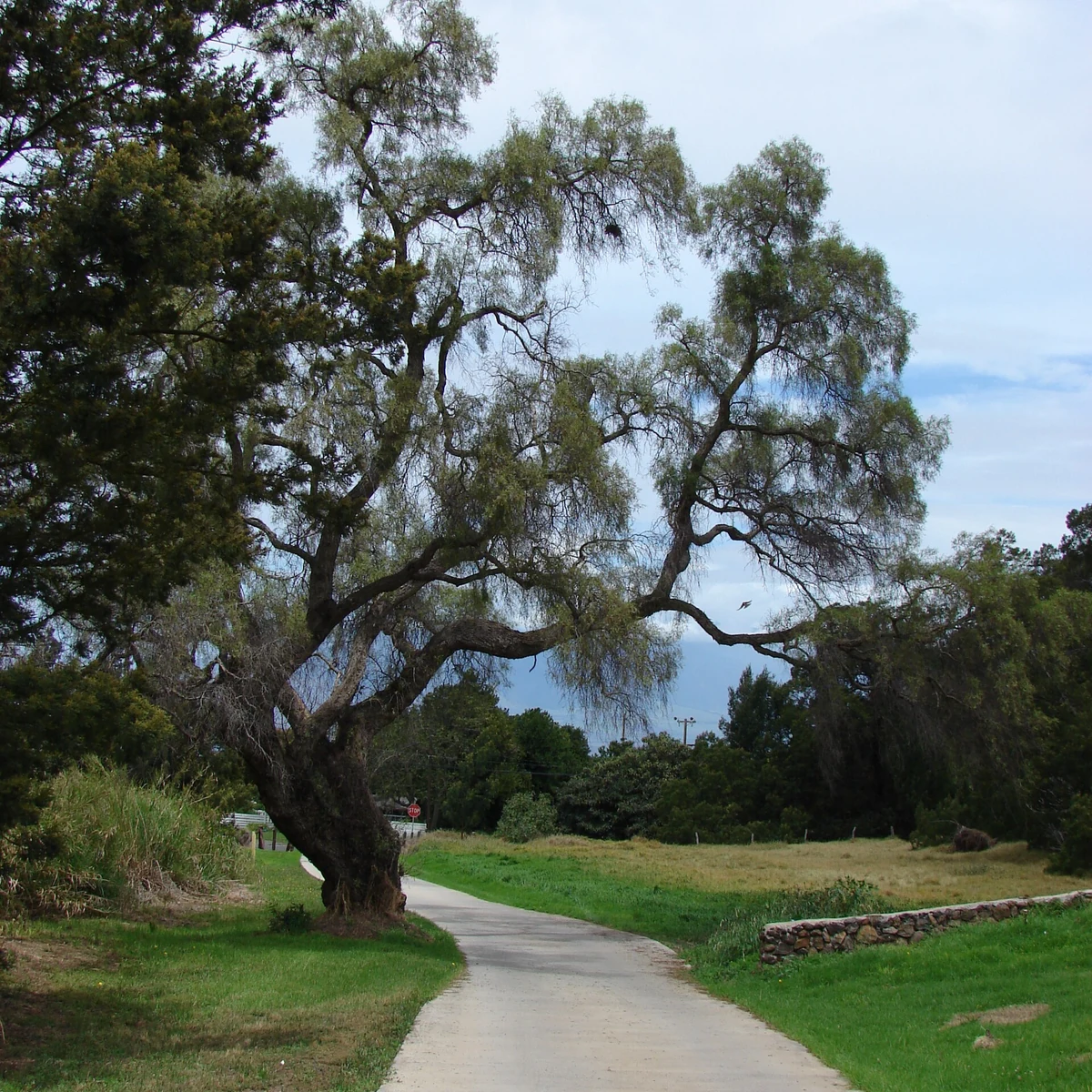 Araucaria 15 Litros