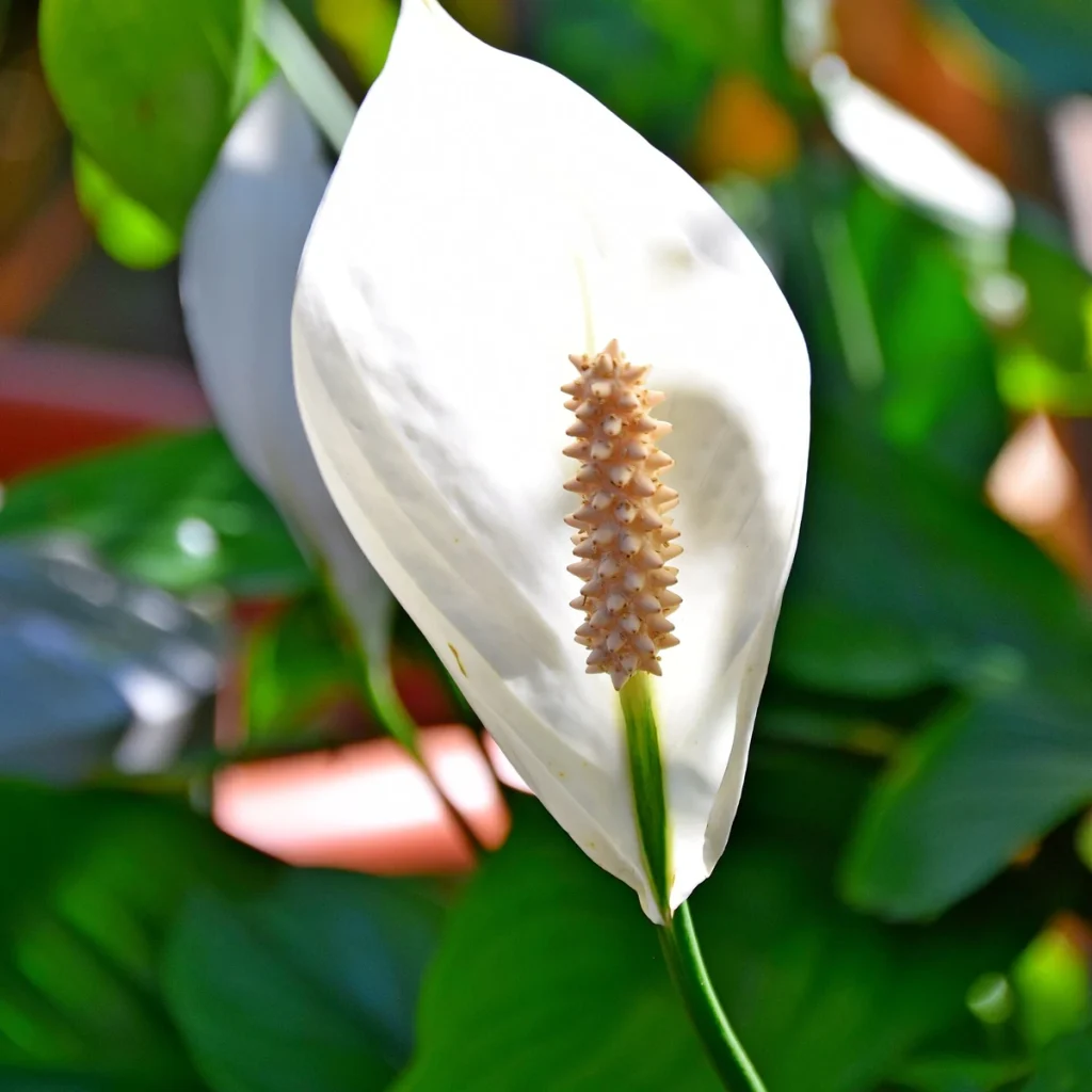 Spathiphyllum 15 Litros