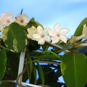 Planta Jazmad 3 Litros - Producto de Vivero - imagen representativa de Jazmín de Madagascar en Vivero Los Cocos