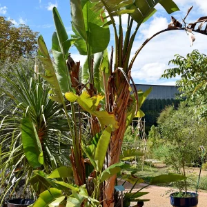 Planta Strenico 10 Litros - Producto de Vivero - imagen representativa de Strelitzia nicolai en Vivero Los Cocos