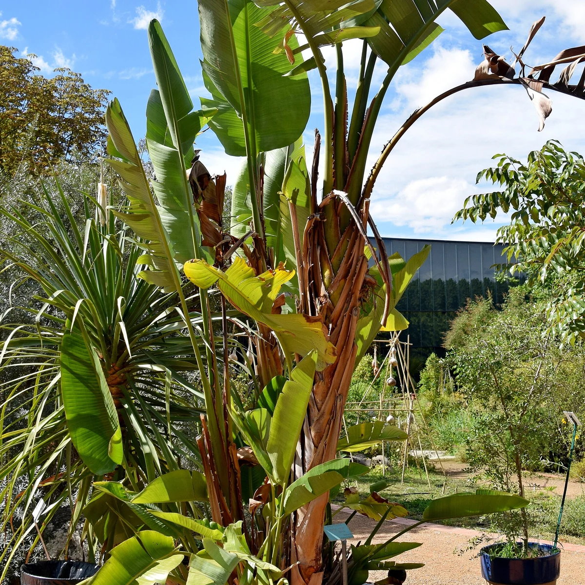 Strelitzia nicolai 10 Litros