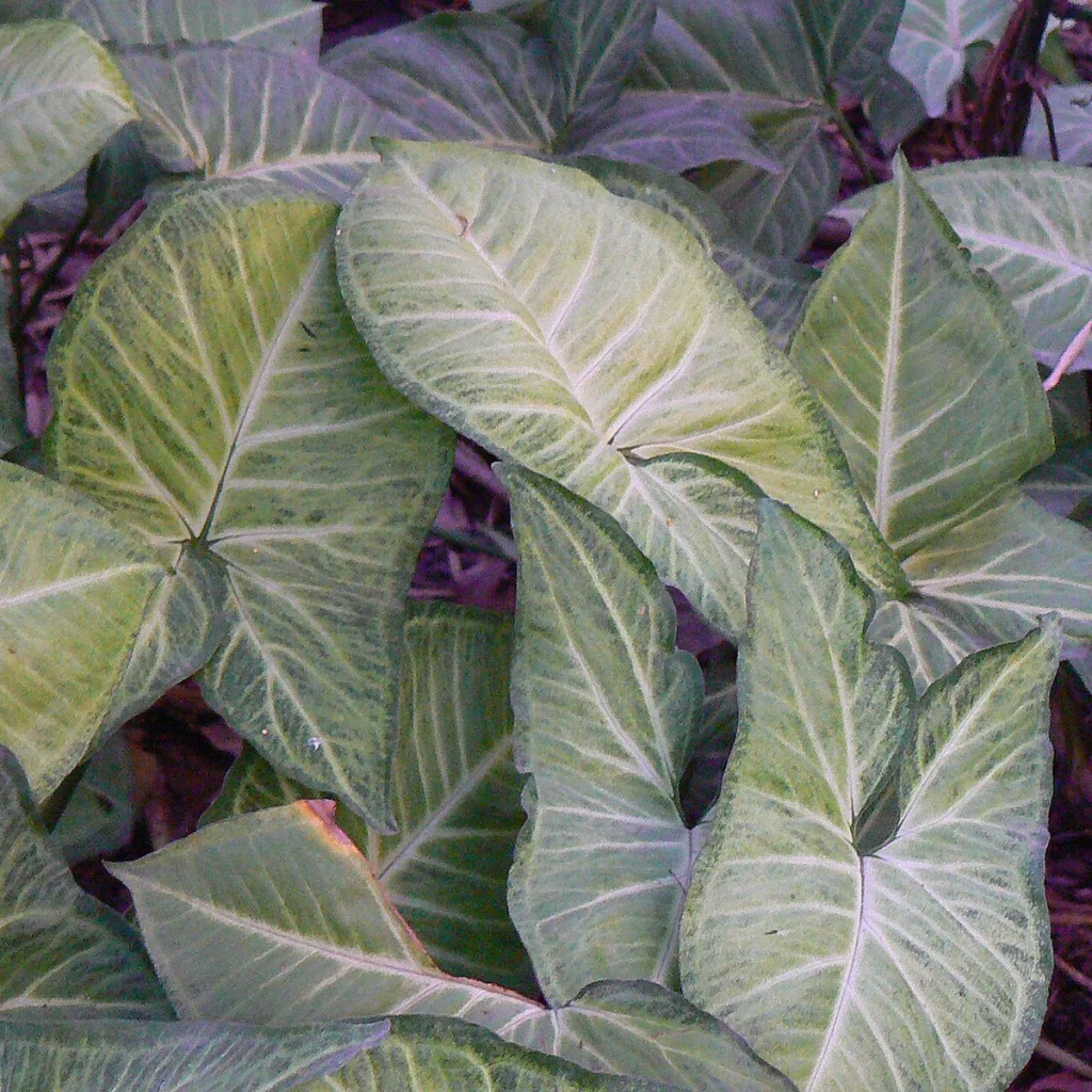 Syngonium 18 Litros