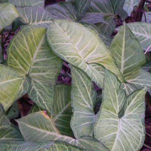 Syngonium 12 Litros