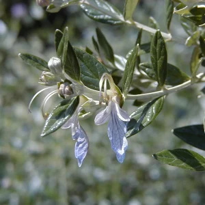 Arbusto Teucri 3 Litros - Producto de Vivero - imagen representativa de Teucrium en Vivero Los Cocos